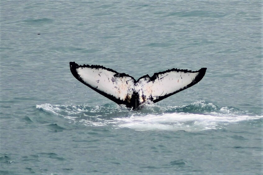 Picture 3 for Activity Reykjavik: Whale Watching in Faxaflói Bay & Live Lava Show