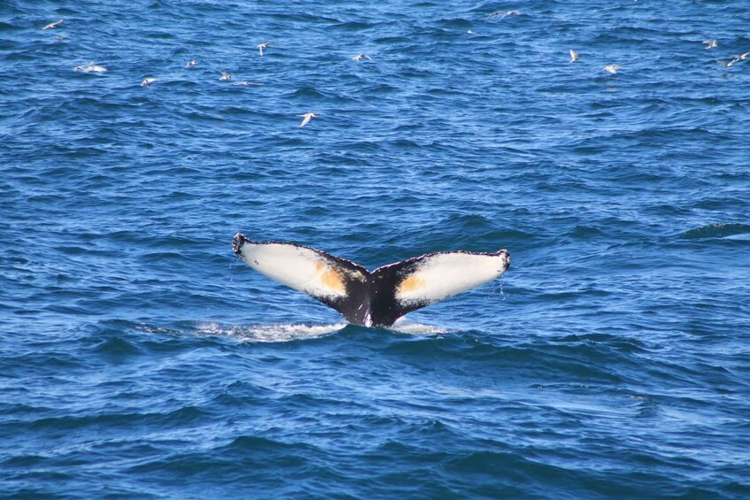 Picture 7 for Activity Reykjavik: Whale Watching in Faxaflói Bay & Live Lava Show