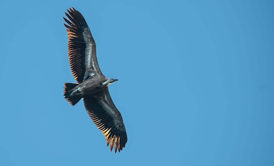 Beli - Griffon Vultures Bird Watching Boat Trip