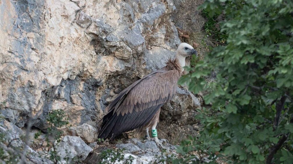 Picture 2 for Activity Beli - Griffon Vultures Bird Watching Boat Trip