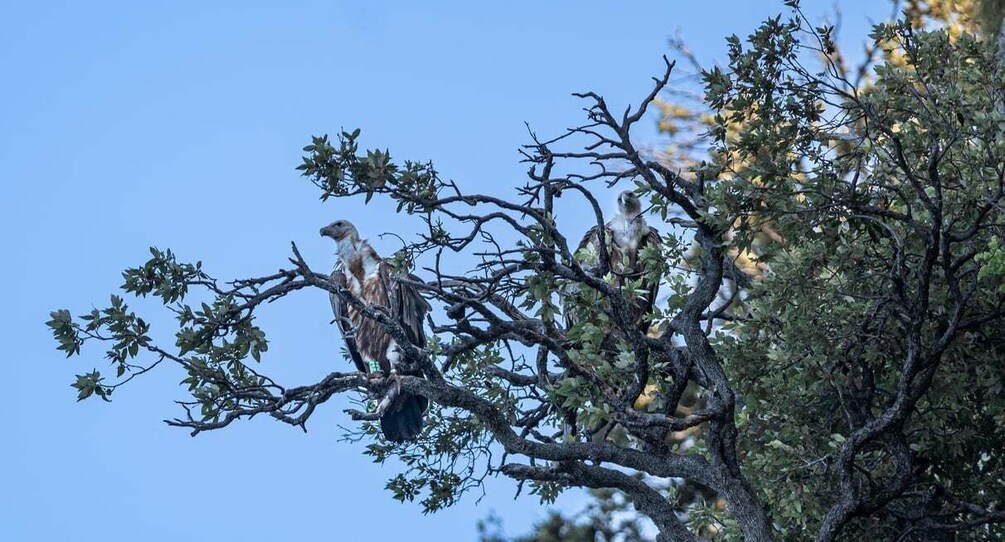 Picture 1 for Activity Beli - Griffon Vultures Bird Watching Boat Trip