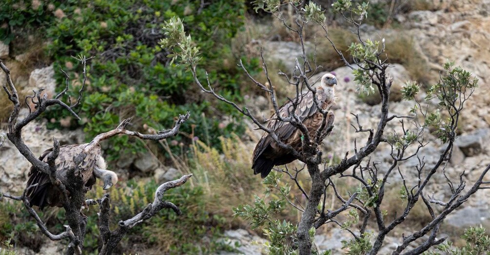 Picture 3 for Activity Beli - Griffon Vultures Bird Watching Boat Trip