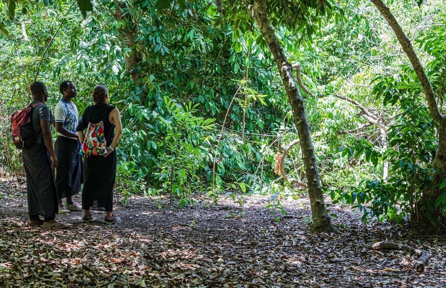 Picture 35 for Activity Exploring Nature's Treasures: A Private Day Trip in Diani