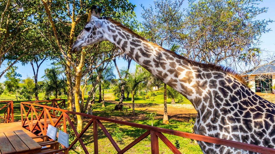 Exploring Nature's Treasures: A Private Day Trip in Diani