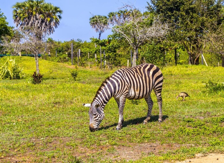 Picture 17 for Activity Exploring Nature's Treasures: A Private Day Trip in Diani