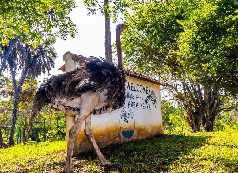 Picture 13 for Activity Exploring Nature's Treasures: A Private Day Trip in Diani