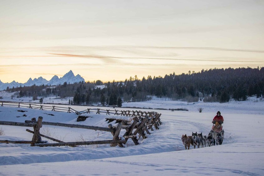 Picture 4 for Activity Jackson Hole: Dogsledding Tour with Hot Chocolate