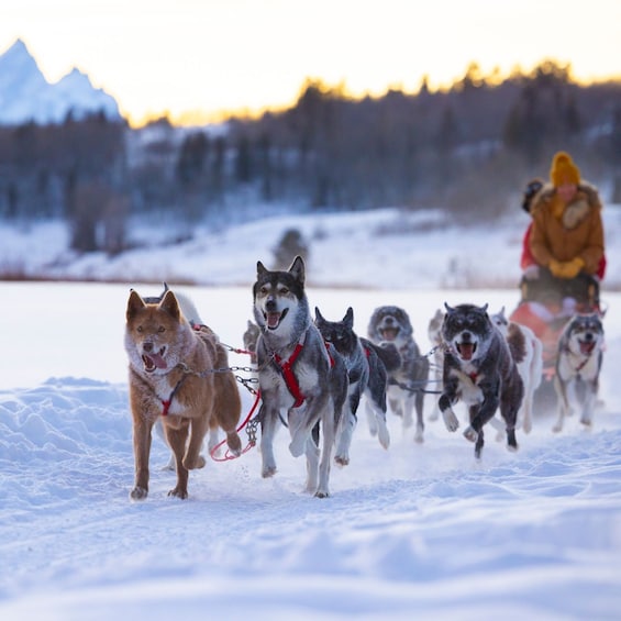 Picture 5 for Activity Jackson Hole: Dogsledding Tour with Hot Chocolate