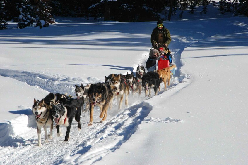 Picture 3 for Activity Jackson Hole: Dogsledding Tour with Hot Chocolate