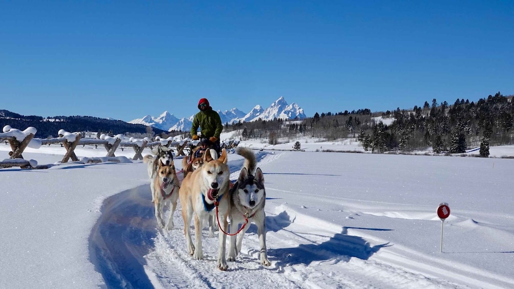 Picture 2 for Activity Jackson Hole: Dogsledding Tour with Hot Chocolate