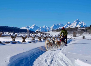 Jackson Hole: Dogsledding Tour with Hot Chocolate