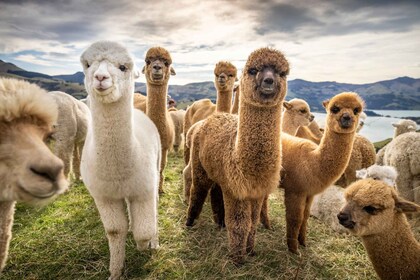 Desde Bakú: Visita a la ciudad de Shamakhi y a la granja de alpacas