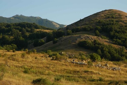 Cesaro: Private Guided Hike to Monte Pelato with Lunch