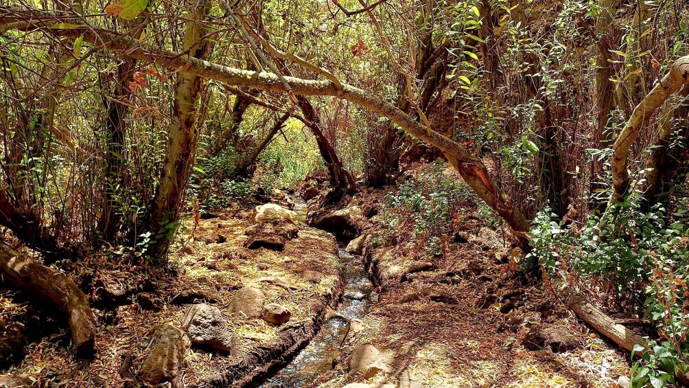 Picture 1 for Activity Maspalomas: Barranco de los Cernicalos Rainforest Hike