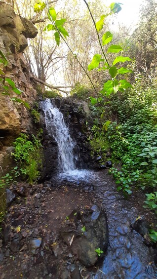 Picture 10 for Activity Maspalomas: Barranco de los Cernicalos Rainforest Hike