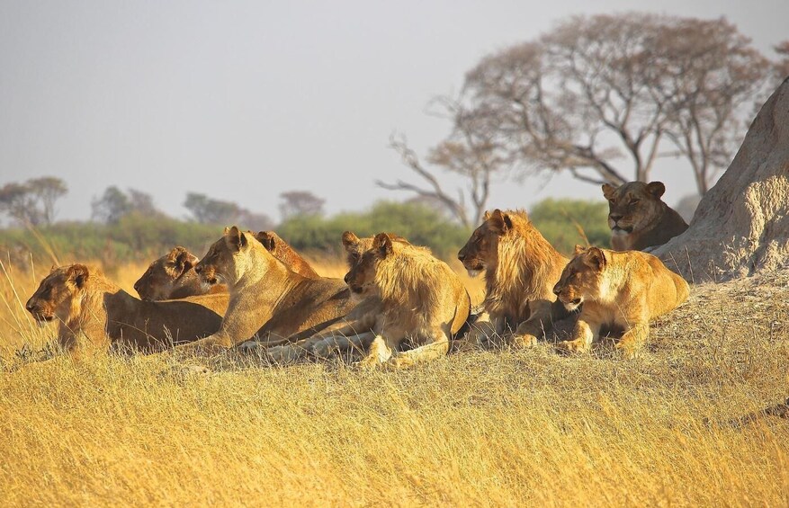 Picture 6 for Activity 5 Day Garden Route Tour from Cape Town + Addo National Park