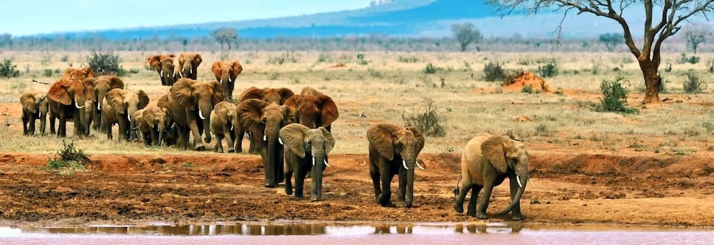 Day Tour To Tsavo East National Park From Malindi