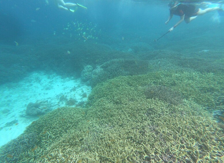 Picture 13 for Activity Gili Air/Trawangan: Glass-Bottom Boat Tour with Snorkeling