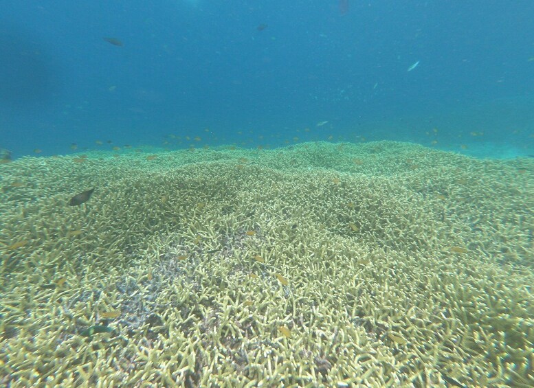 Picture 16 for Activity Gili Air/Trawangan: Glass-Bottom Boat Tour with Snorkeling