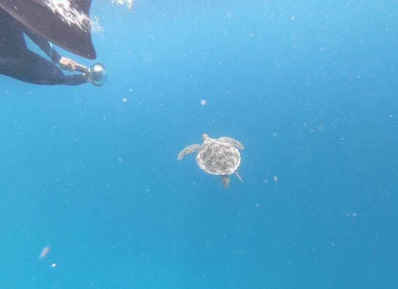 Picture 10 for Activity Gili Air/Trawangan: Glass-Bottom Boat Tour with Snorkeling