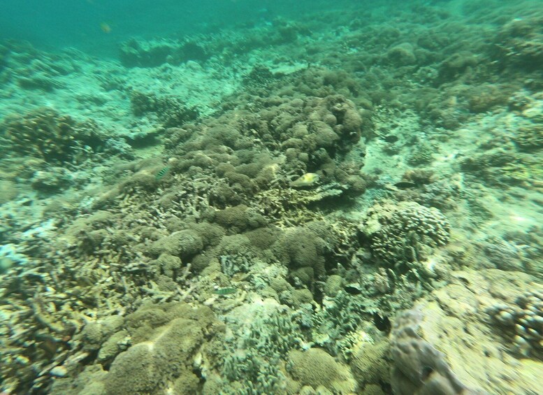 Picture 14 for Activity Gili Air/Trawangan: Glass-Bottom Boat Tour with Snorkeling