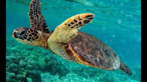 Gili Air/Trawangan: Glass-Bottom Boat Tour with Snorkelling