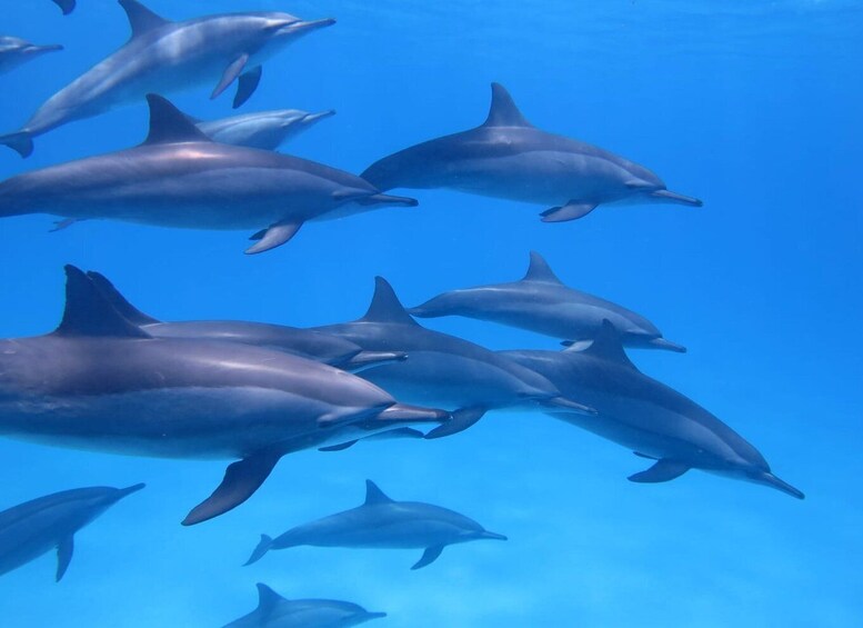 Picture 1 for Activity Mauritius: Dolphins watch half-day