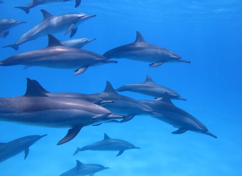 Picture 1 for Activity Mauritius: Dolphins watch half-day