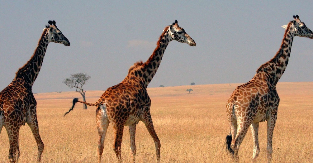 Picture 1 for Activity Nairobi: 4-Day, 3-Night Group Safari in a 4x4 Landcruiser