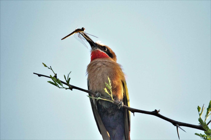 Picture 6 for Activity Addo River Safari - Guided Tour via Canoe