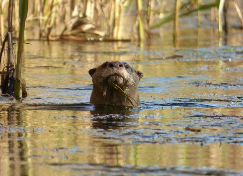 Picture 8 for Activity Addo River Safari - Guided Tour via Canoe