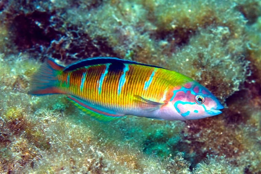 Picture 7 for Activity Lanzarote: Beginner Diving Course Costa Teguise (2 dives)