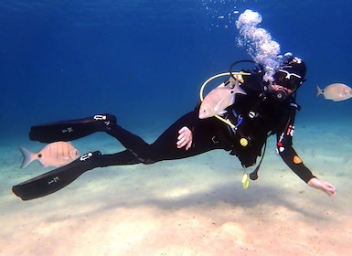 Lanzarote: Beginner Diving Course Costa Teguise (2 dives)
