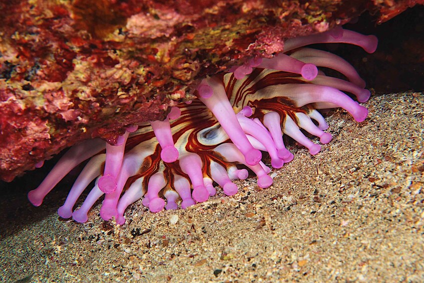 Picture 2 for Activity Lanzarote: Beginner Try Scuba Diving Costa Teguise (2 dives)