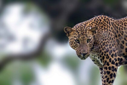 Hikkaduwa/Galle/Weligama/Mirissa: Safari i Yala nasjonalpark