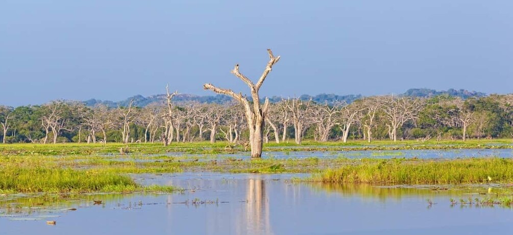 Picture 5 for Activity Hikkaduwa/Galle/Weligama/Mirissa: Yala National Park Safari