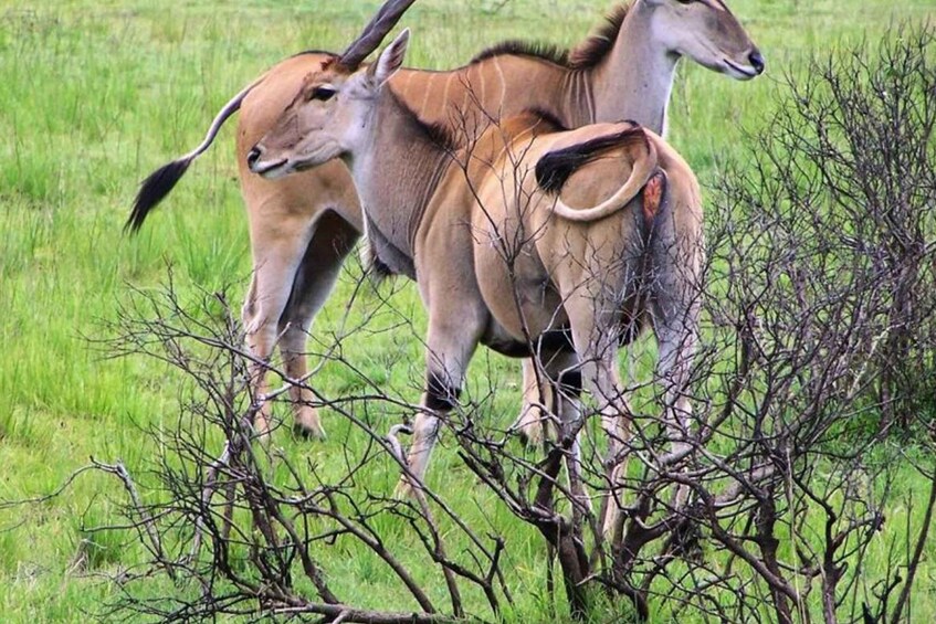 Picture 11 for Activity Zanzibar: Day Trip Fly In Safari To Mikumi National Park