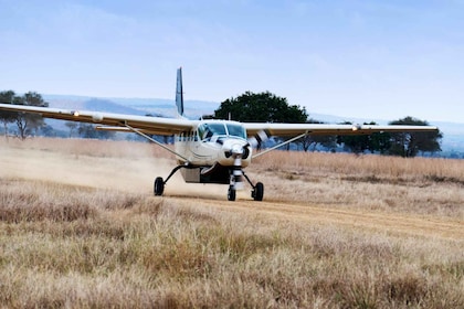 Zanzibar: Day Trip Fly In Safari To Mikumi National Park
