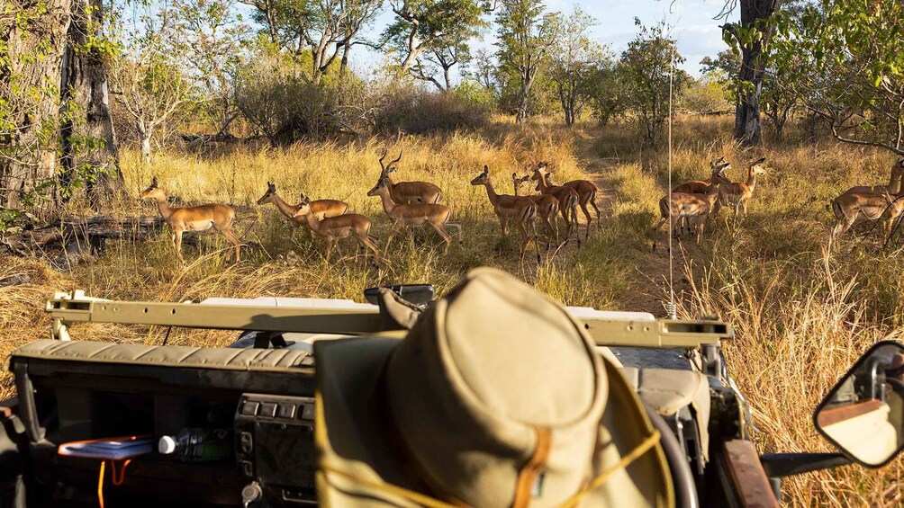 Picture 1 for Activity Zanzibar: Day Trip Fly In Safari To Mikumi National Park