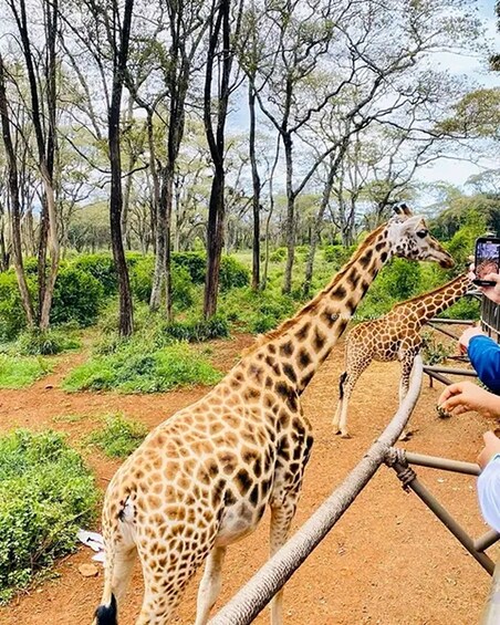 Picture 4 for Activity Mombasa: Nguuni Sanctuary Guided Giraffes Feeding Experience