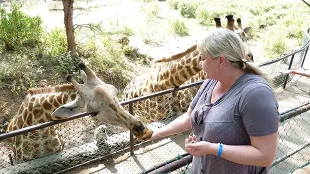 Picture 11 for Activity Mombasa: Nguuni Sanctuary Guided Giraffes Feeding Experience