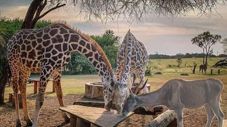 Mombasa: Nguuni Sanctuary Guided Giraffes Feeding Experience