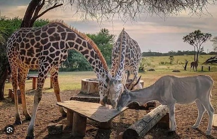 Mombasa: Nguuni Sanctuary Guided Giraffes Feeding Experience
