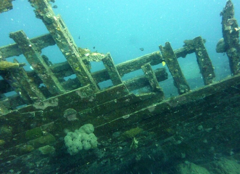 Picture 11 for Activity Diving tour Karimunjawa (private tour)