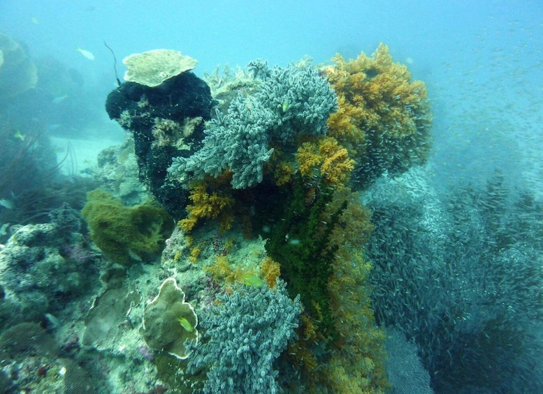 Diving tour Karimunjawa (private tour)