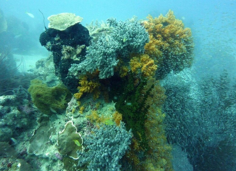 Diving tour Karimunjawa (private tour)