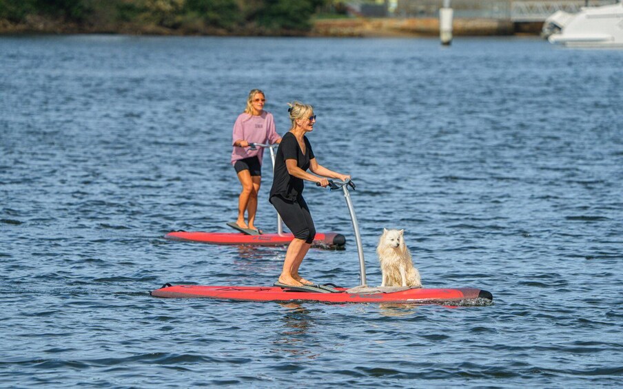 Picture 2 for Activity From Sydney: Full Day Tour of Golden Beaches and Ocean Vista