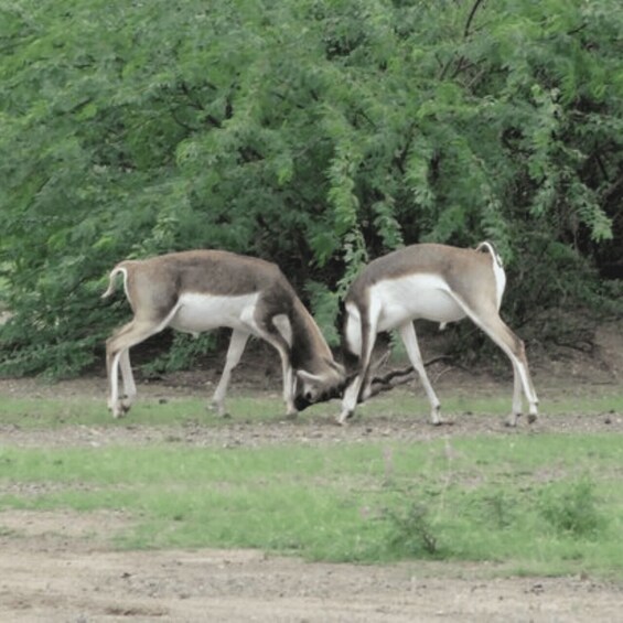 Picture 2 for Activity Jodhpur Bishnoi Village Safari Tour With Sumer