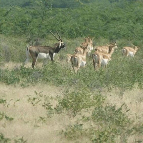 Picture 4 for Activity Jodhpur Bishnoi Village Safari Tour With Sumer