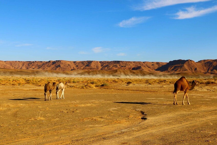 Picture 14 for Activity luxury desert camp with Camel Ride, meals & sandboarding